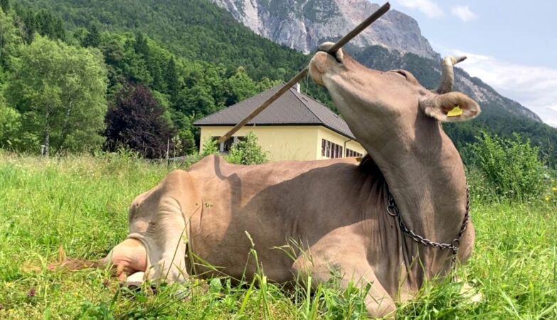 An Austrian cow uses tools. Scientists are shocked