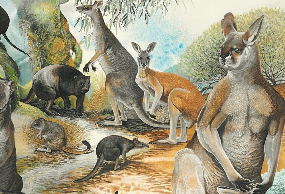 Ice Age kangaroos weighed 250 kilos (but could still jump)