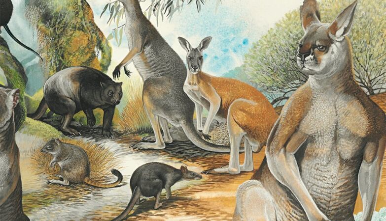 Ice Age kangaroos weighed 250 kilos (but could still jump)