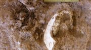 Could hominid fossil found in Morocco be the missing link in human evolution?