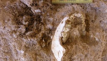 Could hominid fossil found in Morocco be the missing link in human evolution?