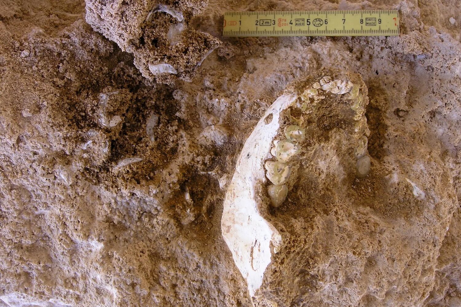 Could hominid fossil found in Morocco be the missing link in human evolution?