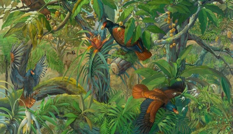 The dodo's closest relative, the manumea, is not extinct after all