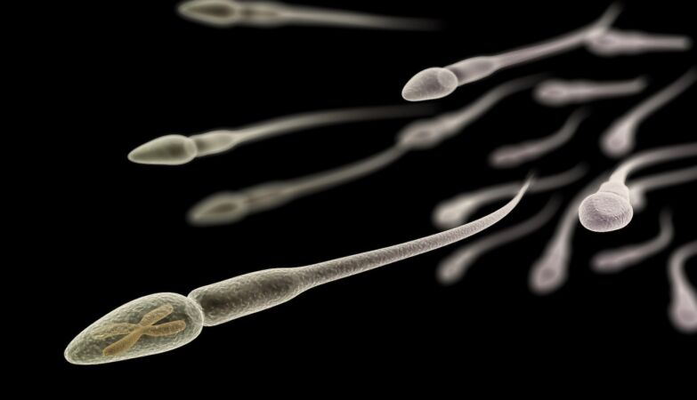 Scientists discover hidden RNA “aging clock” in human sperm