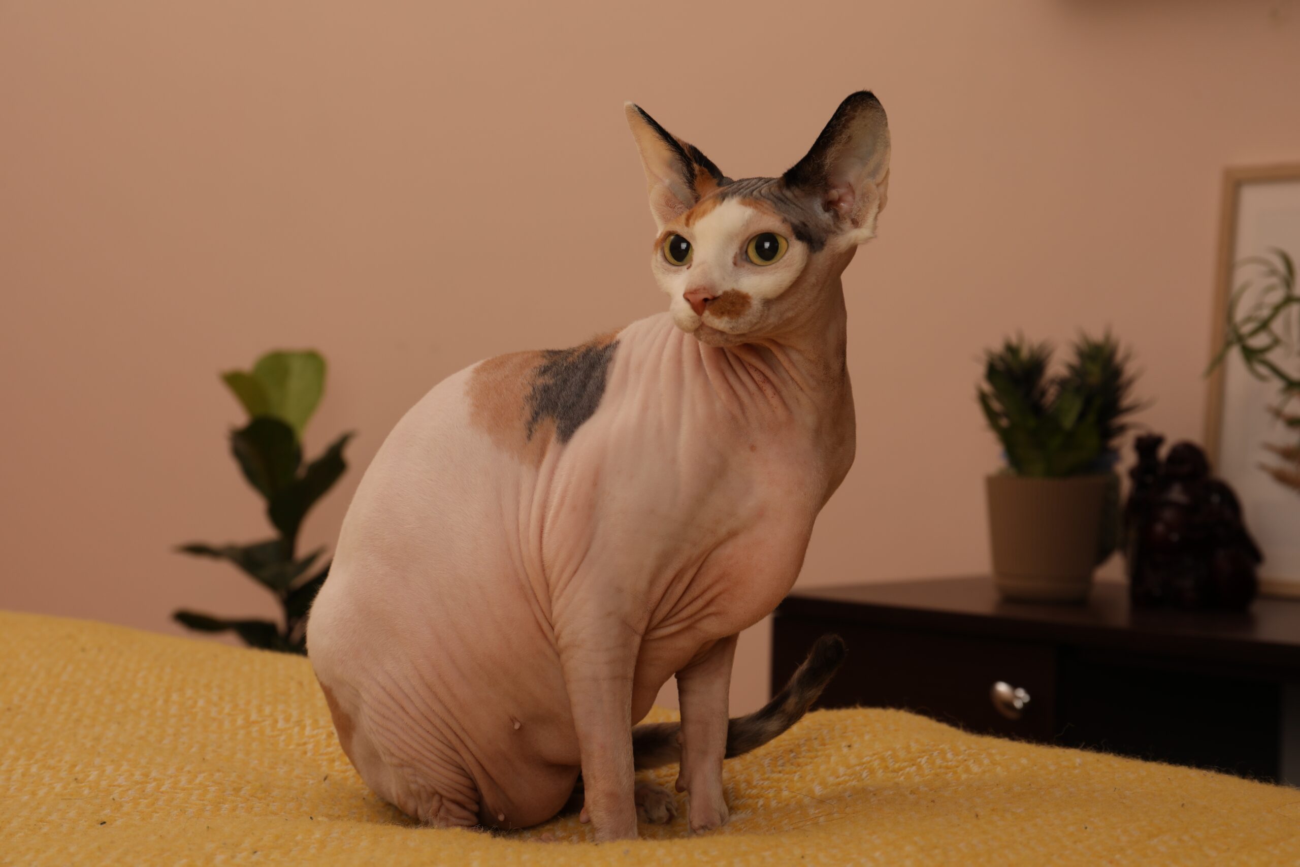 Do you have a cat at home? European country bans these two breeds as pets and the fine is €1,500