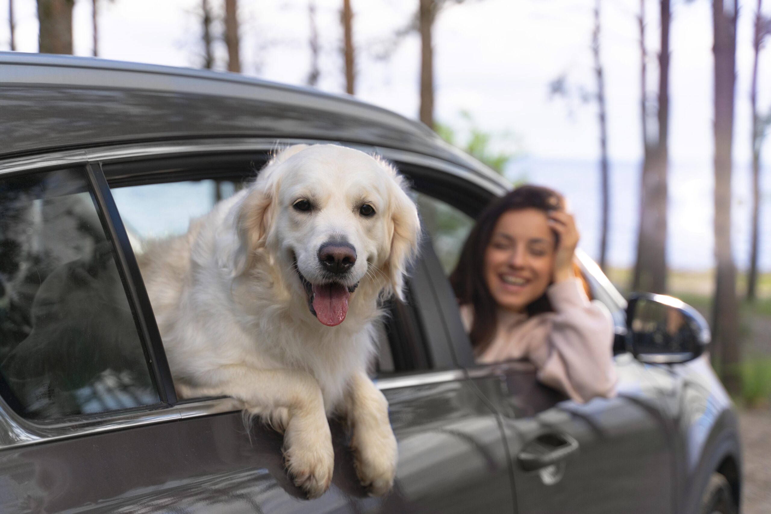 Do you travel with your pet in the car? Know the rules of the Highway Code and avoid fines of up to €600 or more serious consequences