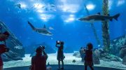 Visiting the Lisbon Oceanarium at night is now possible