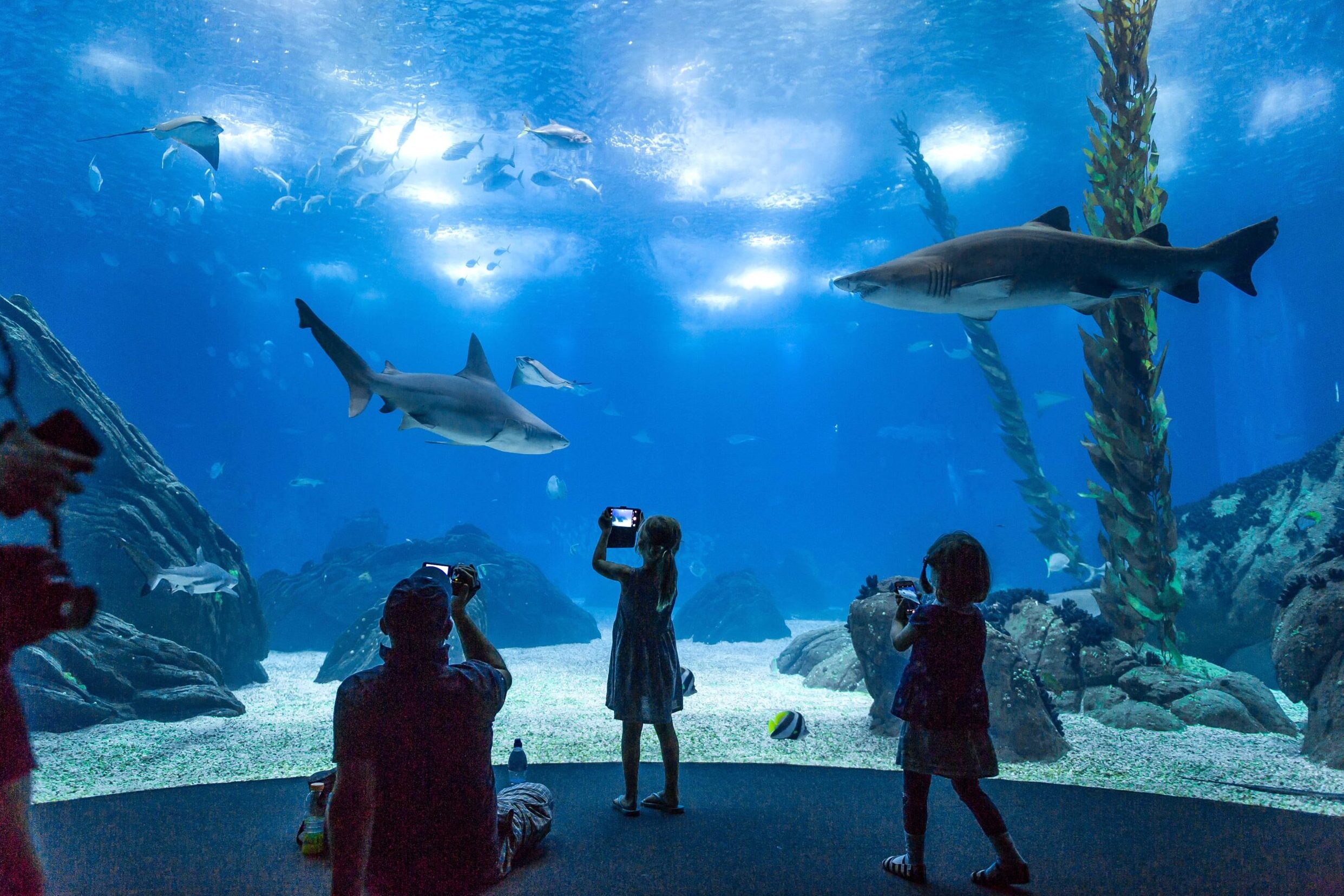 Visiting the Lisbon Oceanarium at night is now possible