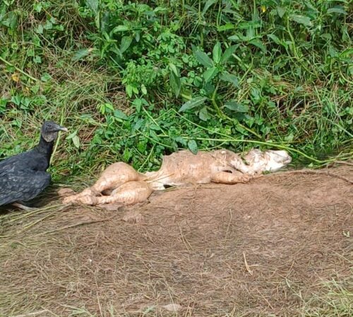 Indigenous child is attacked by a pitbull dog and has a seriously injured leg