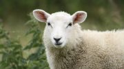 The most isolated sheep in the UK is pregnant