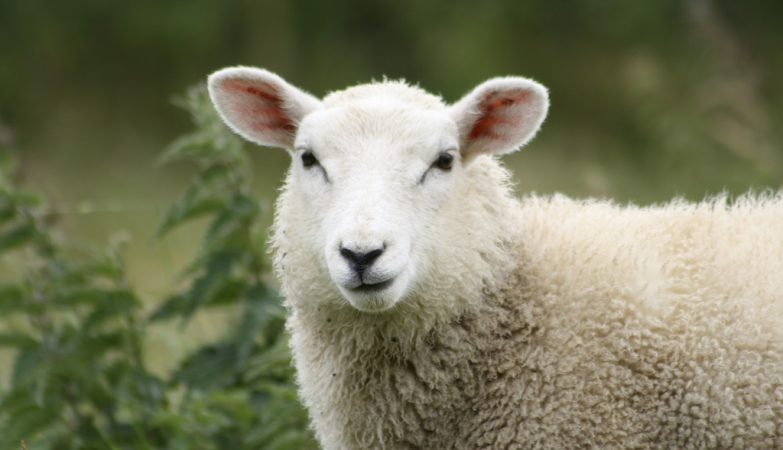 The most isolated sheep in the UK is pregnant