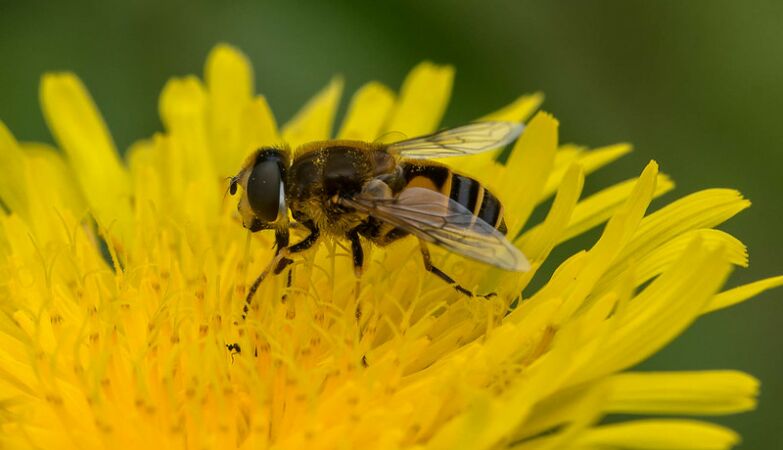 Bees could be the key to being able to communicate with aliens