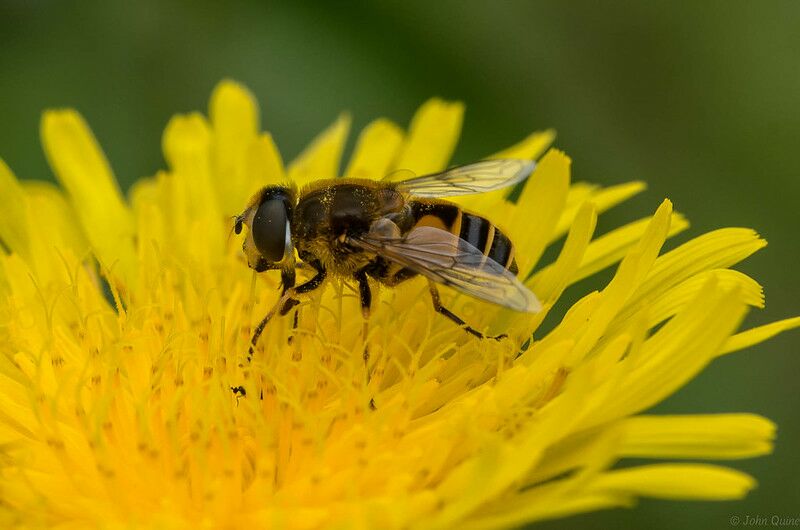 Bees could be the key to being able to communicate with aliens