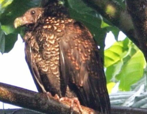 The dodo's closest relative, the manumea, is not extinct after all