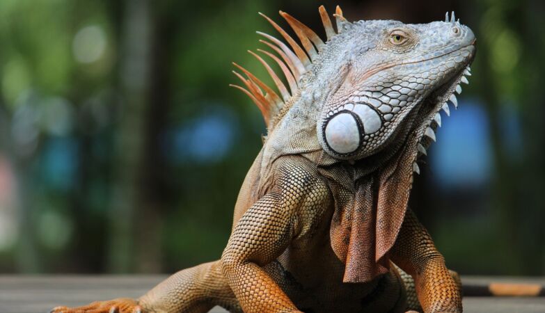 It's so cold in Florida that iguanas could fall from the sky