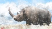 Scientists found complete woolly rhino genome in the stomach of a wolf cub