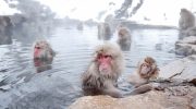 The famous Japanese macaques don't go to the hot springs to warm up