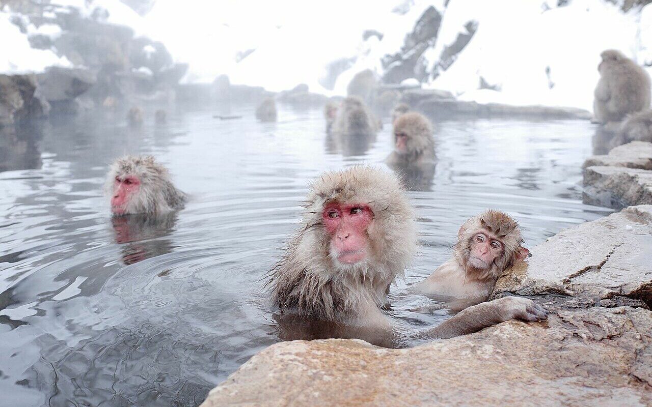 The famous Japanese macaques don't go to the hot springs to warm up