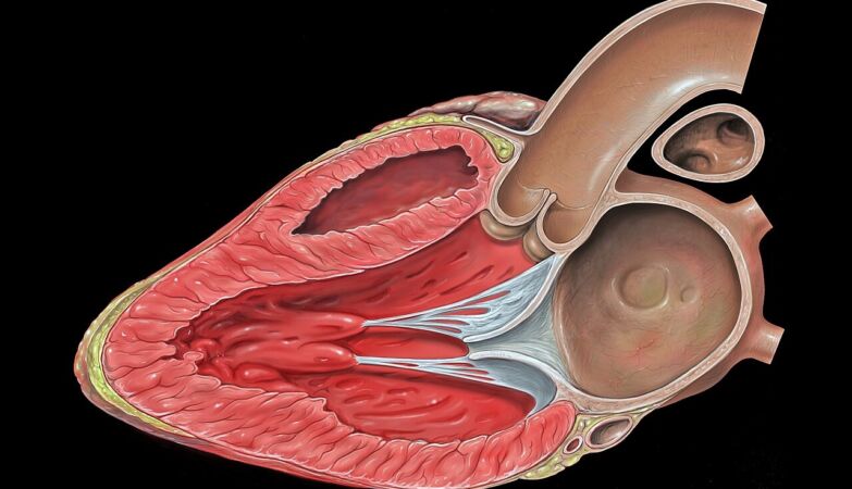 The heart can regenerate itself after a heart attack, new study reveals