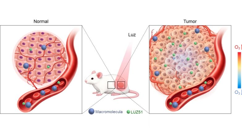 U. Coimbra develops innovative molecule for cancer treatment