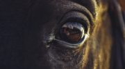 Horses really smell our fear (and react to it)