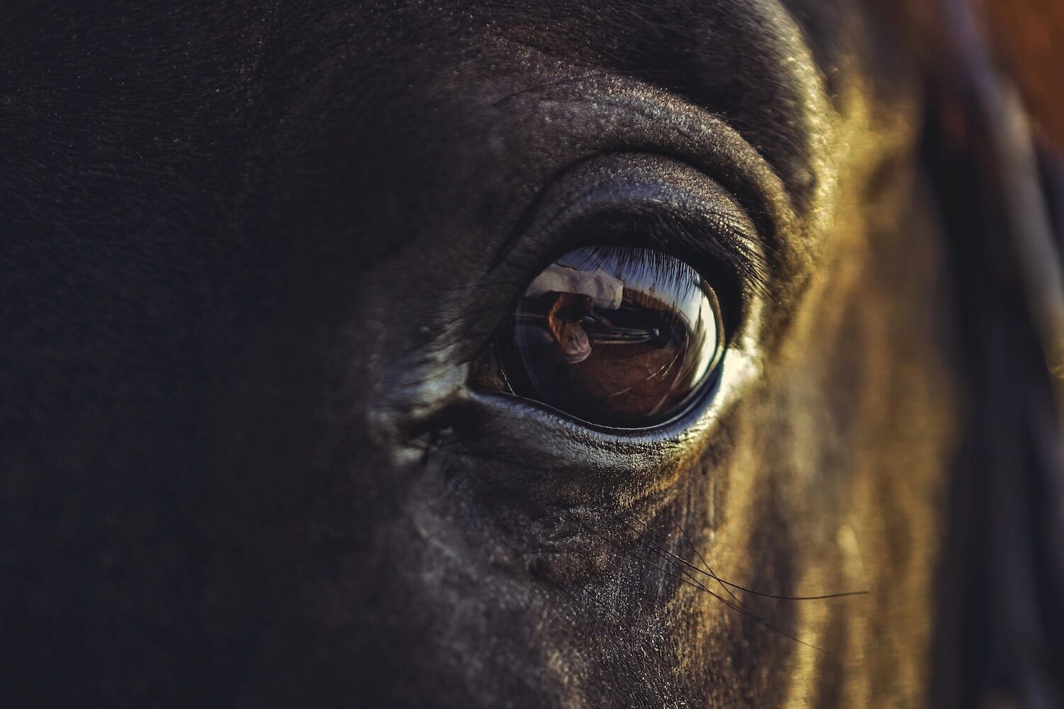 Horses really smell our fear (and react to it)