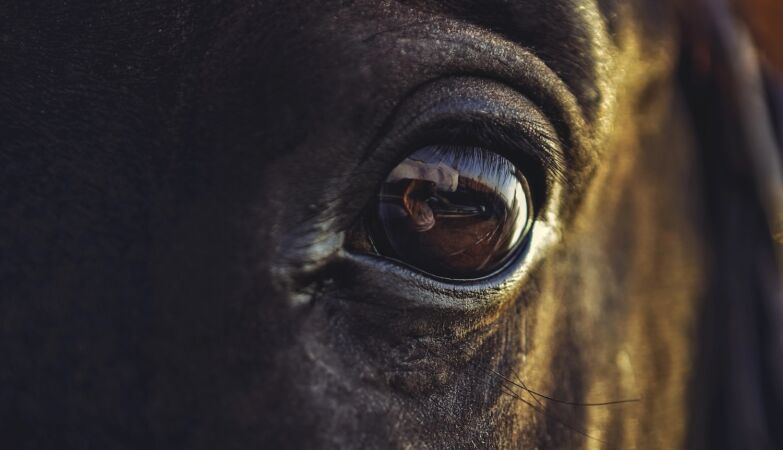 Horses really smell our fear (and react to it)