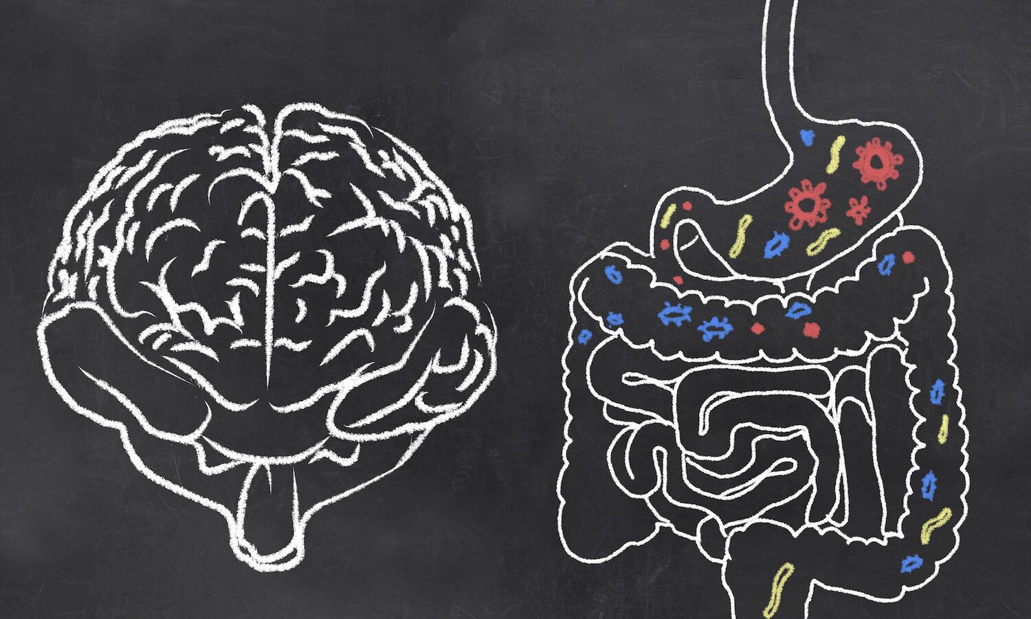 The secret to human intelligence may be in your gut