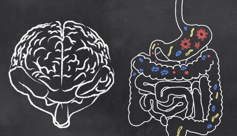 The secret to human intelligence may be in your gut