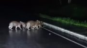 Capybaras cross urban roads at night during rain and attract the attention of drivers; see video