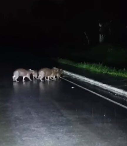 Capybaras cross urban roads at night during rain and attract the attention of drivers; see video