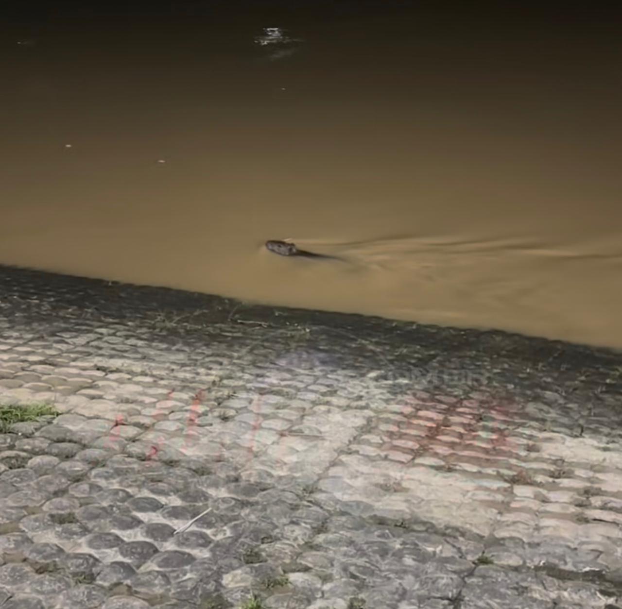 Capybara is spotted swimming in the Acre River, in Gameleira, during New Year's Eve; VIDEO
