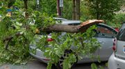 Tree fell on your car in the storm? This type of damage is only paid if you do this