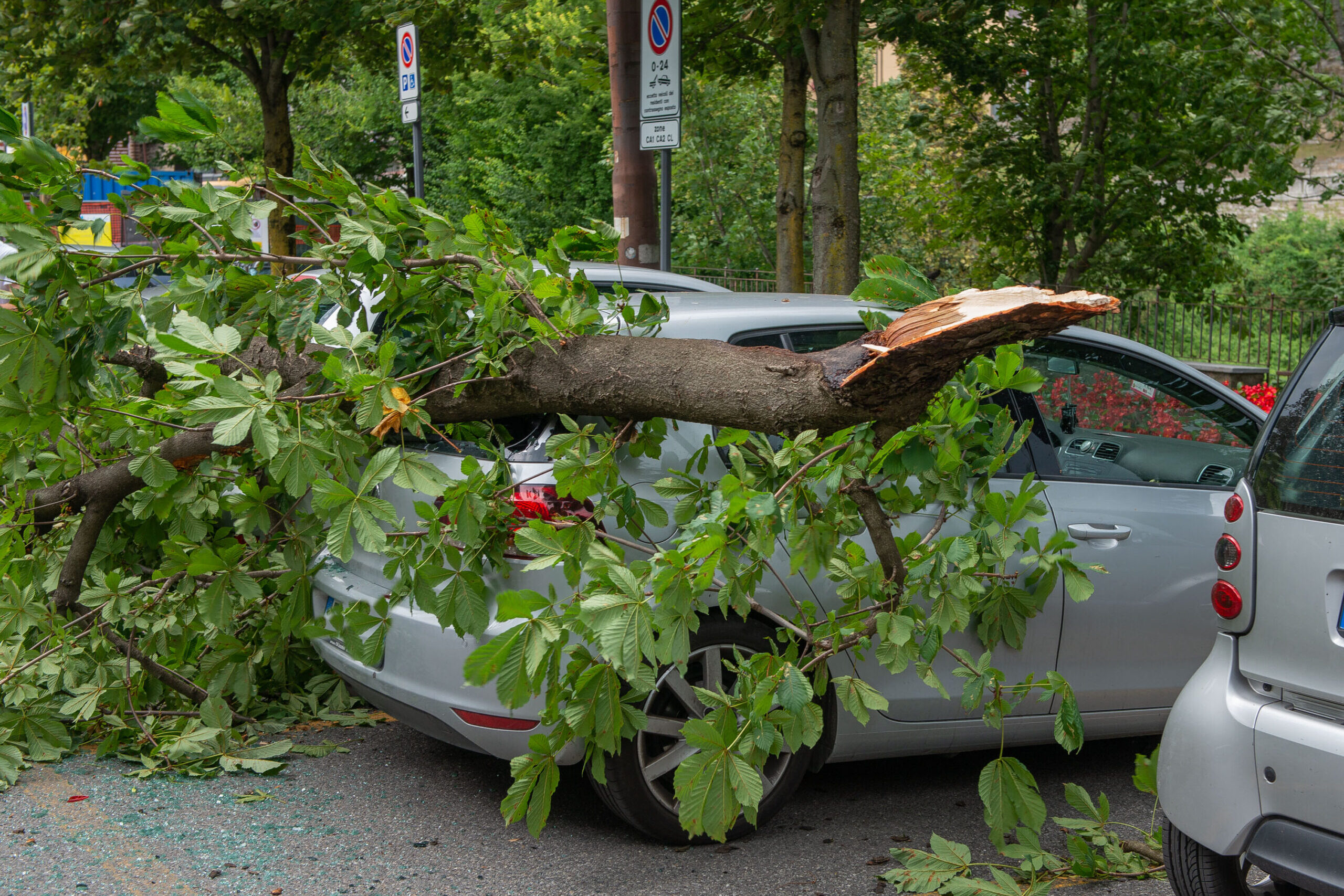 Tree fell on your car in the storm? This type of damage is only paid if you do this