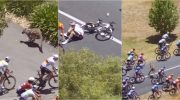 UAE Emirates cyclist fractures wrist after collision with kangaroo