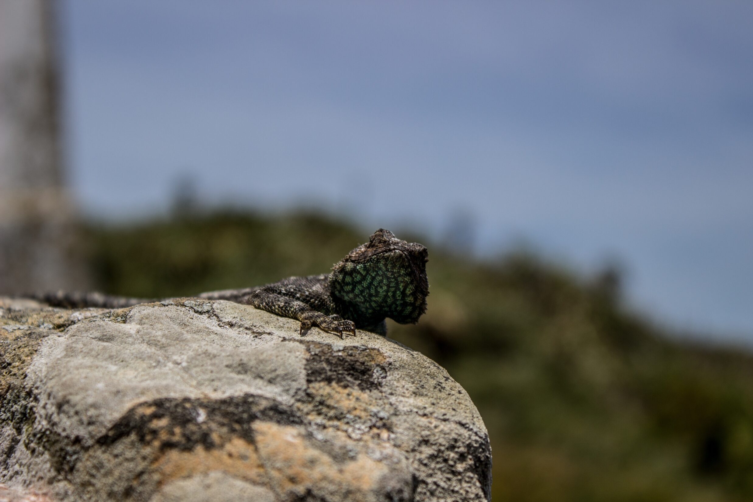 New amphibian has just been found in this village in Portugal: it looks similar to this animal and lived with dinosaurs