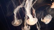 Jellyfish sleep just like us — and this may explain the origin of sleep