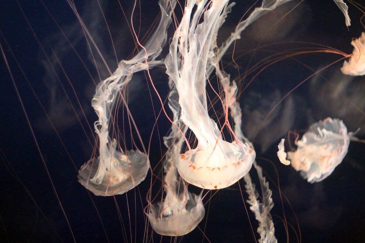 Jellyfish sleep just like us — and this may explain the origin of sleep