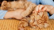 Does your cat give you small electric shocks? There is a scientific explanation