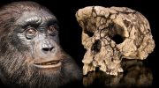 Question resolved: Toumaï really is an ancestor of humans