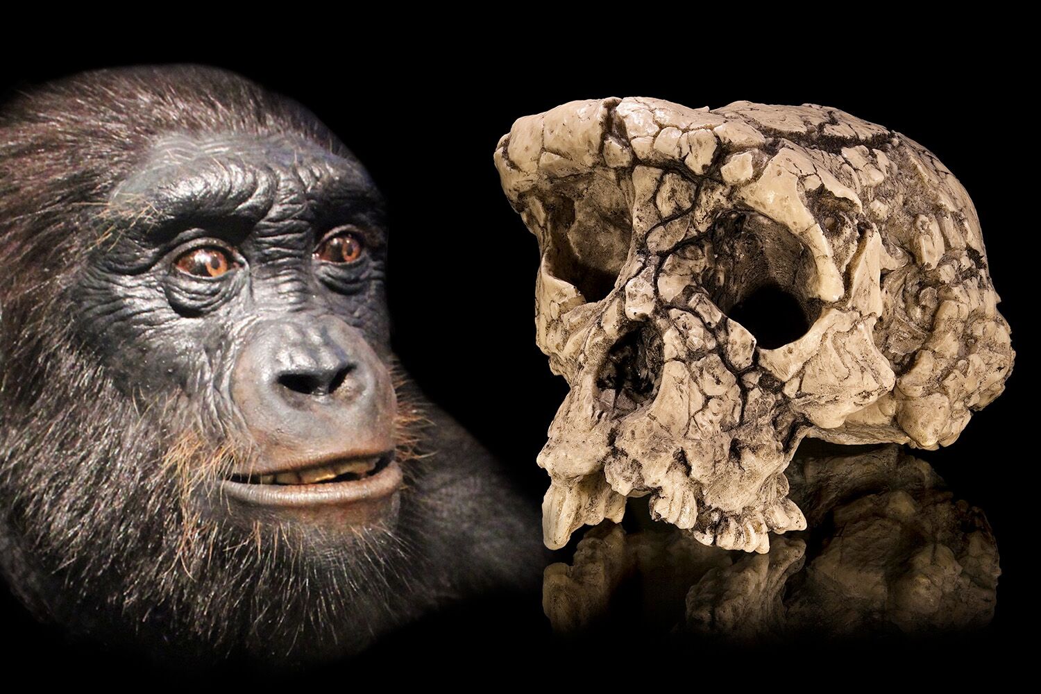 Question resolved: Toumaï really is an ancestor of humans