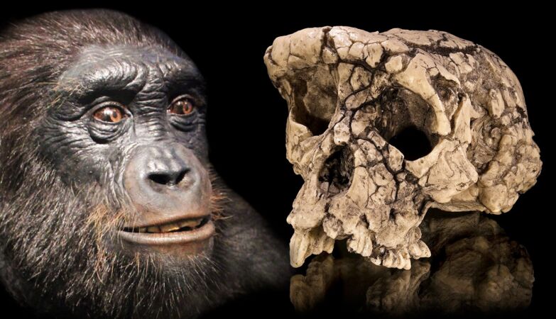 Question resolved: Toumaï really is an ancestor of humans