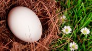 Brits ask that eggs be left in the garden during the winter: find out why (and what care to take)