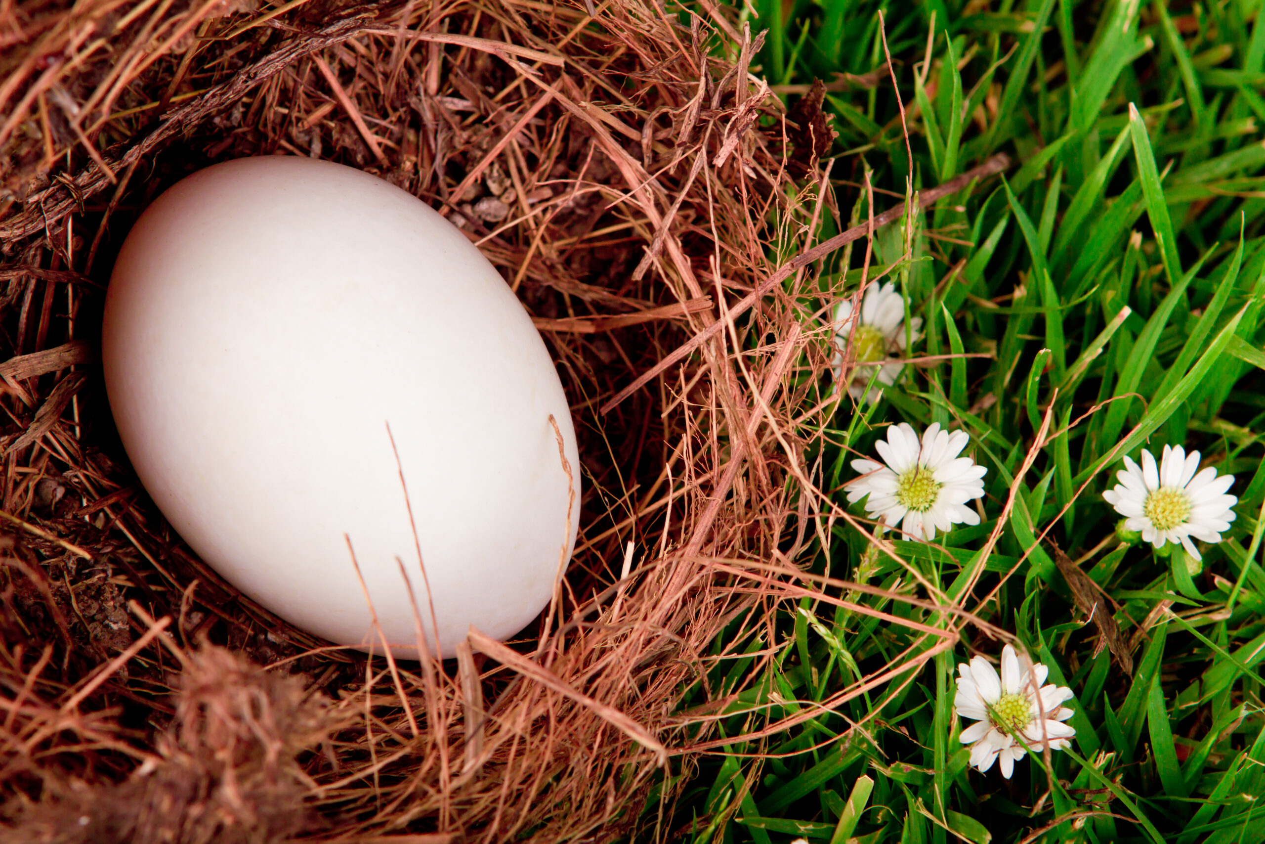 Brits ask that eggs be left in the garden during the winter: find out why (and what care to take)