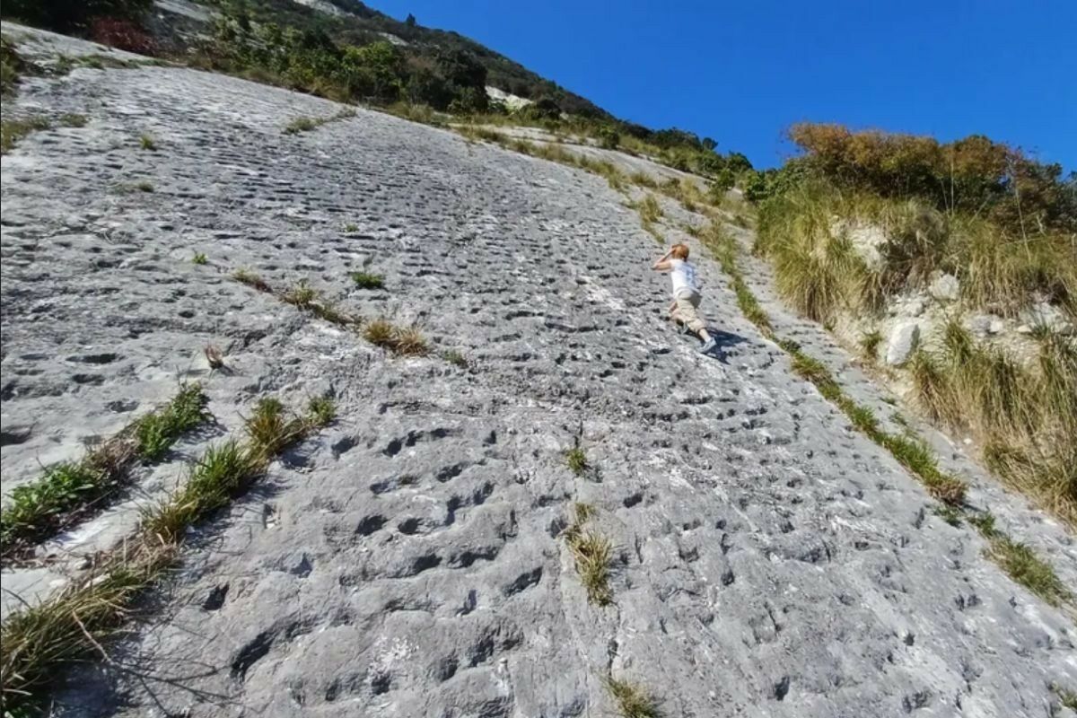 Panicked turtles fled an earthquake 80 million years ago and left scars forever