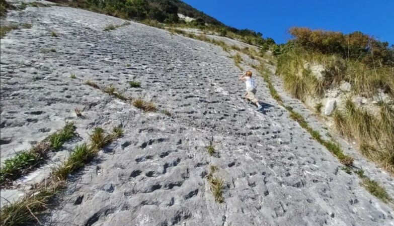 Panicked turtles fled an earthquake 80 million years ago and left scars forever