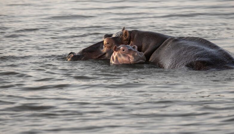 “Hypo” is under, but it is also horse; “potamus” is river