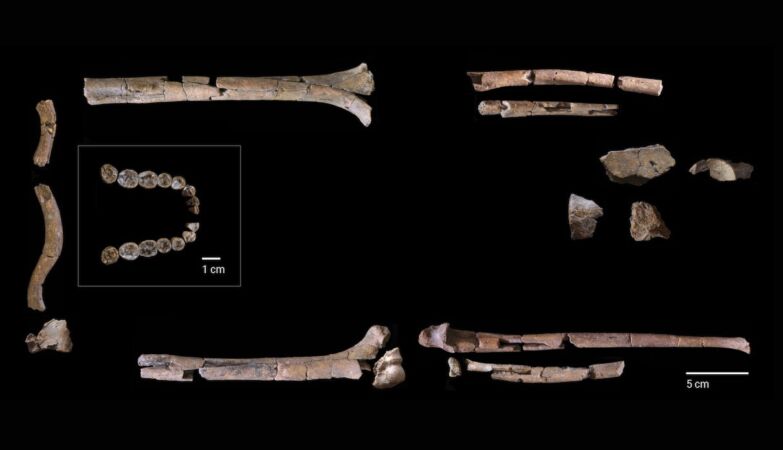 The oldest species of Homo did not look human, new study reveals