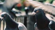 Goodbye pigeons? Discover the simple and cheap method (without chemicals) to keep them away from your balcony or terrace