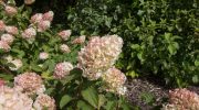 Winter Garden Do it now with your hydrangeas, otherwise they won't survive until spring! A simple procedure thanks to which you will have twice as many flowers as your neighbors in spring. Bouquet hydrangea care in winter